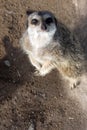 Inquisitive meerkat