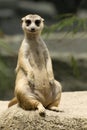 Inquisitive Meerkat Sitting Royalty Free Stock Photo