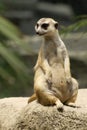 Inquisitive Meerkat Sitting Royalty Free Stock Photo