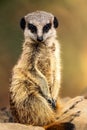 Inquisitive meerkat standing on a sun-drenched rock, surveying its environment.