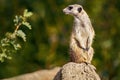 Inquisitive meerkat standing on a sun-drenched rock, surveying its environment.