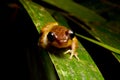 Inquisitive mist frog