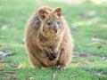 Inquisitive Quokka, Rottnest Island, Western Australia