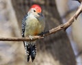 Inquisitive red bellied woodpecker