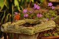 Inquisitive robin, Erithacus rubecula, on birdbath. Royalty Free Stock Photo