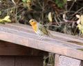 Inquisitive robin perching on bench Royalty Free Stock Photo