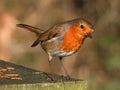 Inquisitive Robin redbreast bird on post Royalty Free Stock Photo