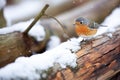 inquisitive robin on a snow-pillowed cedar limb Royalty Free Stock Photo