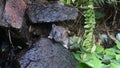 An inquisitive rodent on bequia