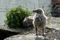 Inquisitive Seagull Chick With Feet Firmly on the Ground!