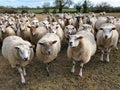 Inquisitive Sheep, Forncett, Norfolk, UK Royalty Free Stock Photo