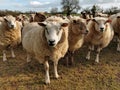 Inquisitive Sheep, Forncett, Norfolk, UK Royalty Free Stock Photo