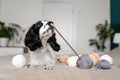 Inquisitive Spaniel Puppy Delights in Woolen Playthings on Bed