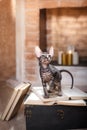 An inquisitive Sphynx cat adding a whimsical touch to the vintage setup