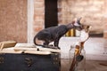 An inquisitive Sphynx cat adding a whimsical touch to the vintage setup