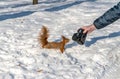 An inquisitive squirrel is watching the camera Royalty Free Stock Photo