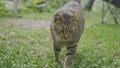 Inquisitive striped tabby cat walking on a green grass in a sun-dappled garden