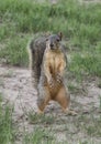 Inquisitive Texas fox squirrel