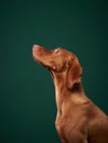 An inquisitive Vizsla dog gazes upward, against a deep green studio background.
