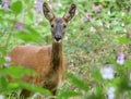 Roe deer doe close-up in Himalayan balsam Royalty Free Stock Photo