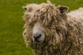 An inquisitive wooly sheep beside the River Trent at Fledborough, Nottinghamshire Royalty Free Stock Photo