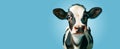 Inquisitive Young Cow on Cool Blue Background. Cow Appreciation Day Royalty Free Stock Photo