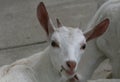 Inquisitve white kid goat