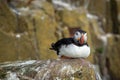 Inqusitive puffin, Farne Islands Royalty Free Stock Photo