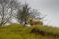 Inqusitive sheep on a hill. Royalty Free Stock Photo