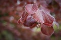 Insane red beech leaves showing the autumn beauty