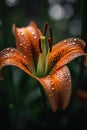 Insanely detailed lily flower background. Closeup of blooming lilies. Daylily