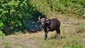 Insatiable funny looking African buffalo with big antlers and blades of grass in mouth and nostril.