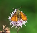 Inscects - Skipper Butterfly