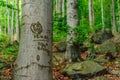 inscription engraved on a beech trunk