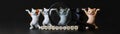 Inscription felinology next to toy dancing meme kittens and a magnifying glass. The science of cats, their health, behavior and