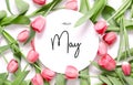 Inscription Hello May. Tulip flower. Spring background. Royalty Free Stock Photo