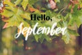 Hello September on a background of autumn maple leaves Royalty Free Stock Photo