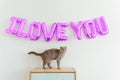 Inscription I LOVE YOU from balloons on the white wall. Cute cat are sitting on the commode. Purple foil balloons. Love and