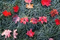 Inscription of the letters sale carved on colorful red bright maple leaves lies on the green grass covered with the first frost