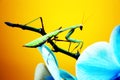 Insect Royalty Free Stock Photo