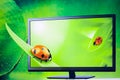 The insect in 3d tv green background.