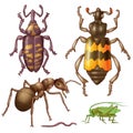 Insect Royalty Free Stock Photo
