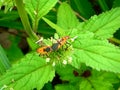 Insect An adult male tiny orange Mexican bean lady beetle, lady bug, lady bird Arthropoda: Insecta: Coleoptera: Coccinellidae: Ep Royalty Free Stock Photo