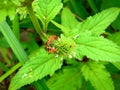 Insect An adult male tiny orange Mexican bean lady beetle, lady bug, lady bird Arthropoda: Insecta: Coleoptera: Coccinellidae: Ep Royalty Free Stock Photo