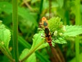 Insect An adult male tiny orange Mexican bean lady beetle, lady bug, lady bird Arthropoda: Insecta: Coleoptera: Coccinellidae: Ep