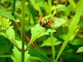 Insect An adult male tiny orange Mexican bean lady beetle, lady bug, lady bird Arthropoda: Insecta: Coleoptera: Coccinellidae: Ep Royalty Free Stock Photo