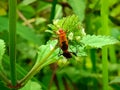 Insect An adult male tiny orange Mexican bean lady beetle, lady bug, lady bird Arthropoda: Insecta: Coleoptera: Coccinellidae: Ep Royalty Free Stock Photo