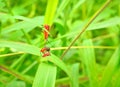 Insect An adult male tiny orange Mexican bean lady beetle, lady bug, lady bird Arthropoda: Insecta: Coleoptera: Coccinellidae: Ep Royalty Free Stock Photo