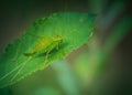 Insect alone green grasshopper resting on a leaf in summer on dark background