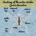 Insect anatomy. Common water strider. Gerridae